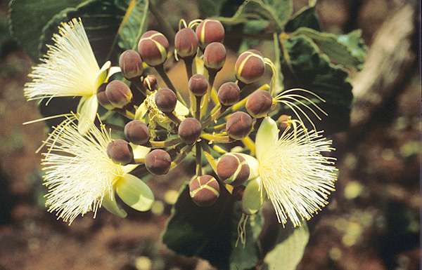 Caryocar Brasiliense