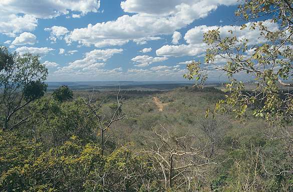 Cerrado landscape